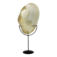 Sarana Shell on Stand